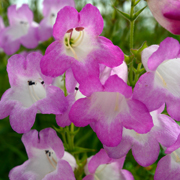 Penstemon Pensham Tayberry Ice